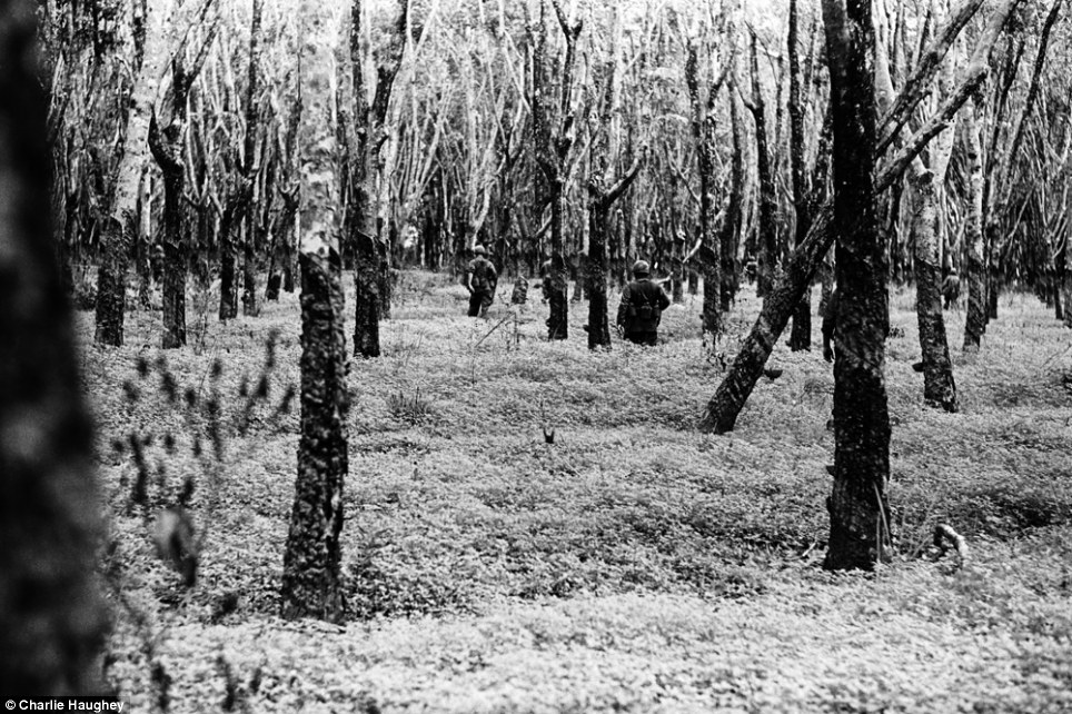 Landscape: This ruined rubber tree plantation shows the terrible toll a decade of war took on Vietnam